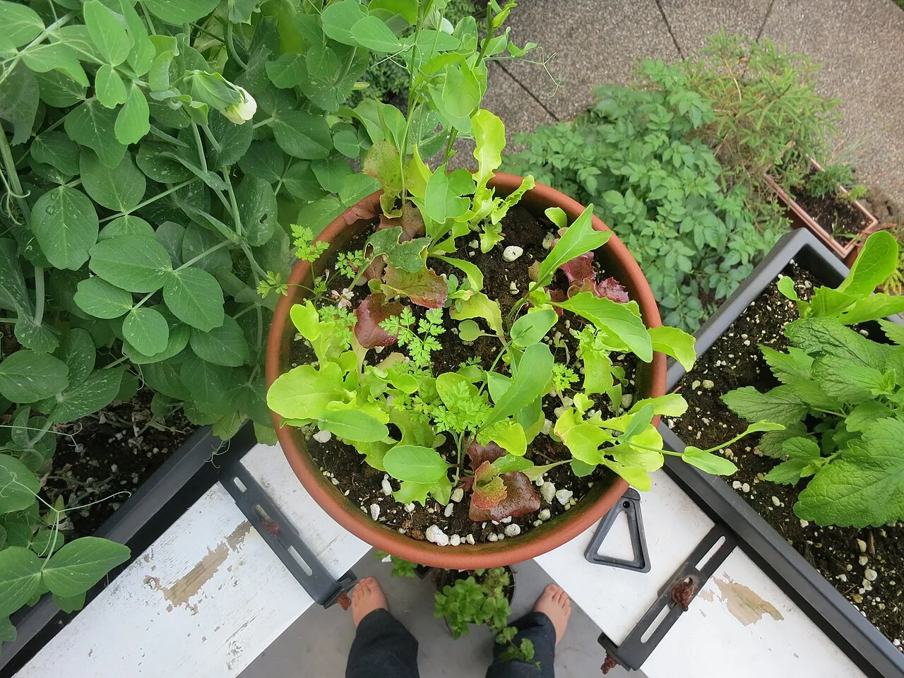 Leafy vegetables and herbs growing in containers on a small balcony.